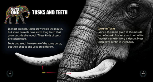 Literacy Tower - Level 17 - Non-Fiction - Tusks And Teeth - Pack of 6 2770000032100