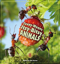 Literacy Tower - Level 23 - Non-Fiction - Teeny-Weeny Itsy-Bitsy Animals - Single 9781776501465