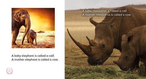 Literacy Tower - Level 5 - Non-Fiction - What Is A Calf? - Single 9781776500253