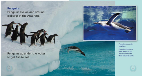 Literacy Tower - Level 9 - Non-Fiction - Iceberg Life - Single 9781776500468