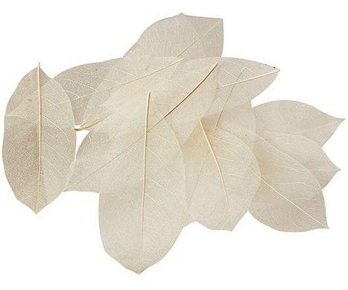 Skeleton Leaves 100PCS Natural 180mm