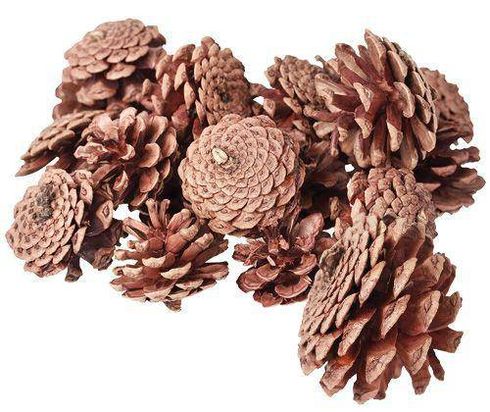 Pine Cone