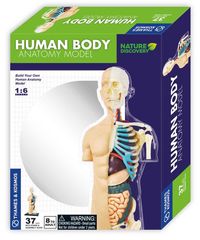 Human Body Anatomy Model 260830