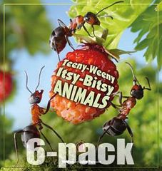 Literacy Tower - Level 23 - Non-Fiction - Teeny-Weeny Itsy-Bitsy Animals - Pack of 6 2770000032391