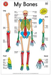 Poster My Bones  9314289029739