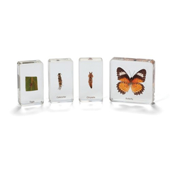 Mini Beasts Butterfly Life Cycle Set 2770000007870